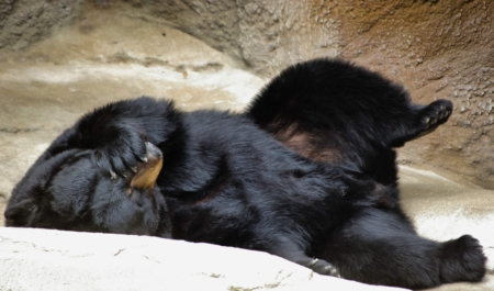 Cincinnati Zoo Bear